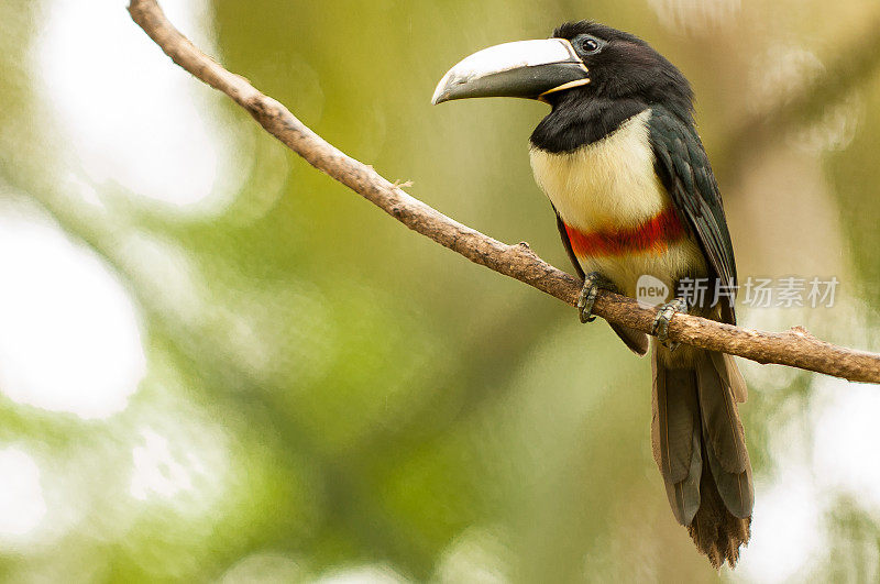 黑颈鹤等Aracari