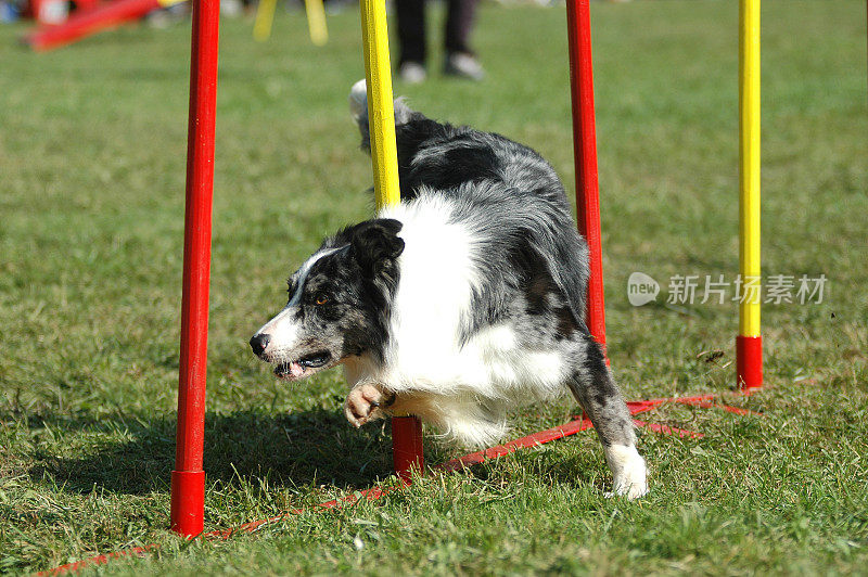 边境牧羊犬