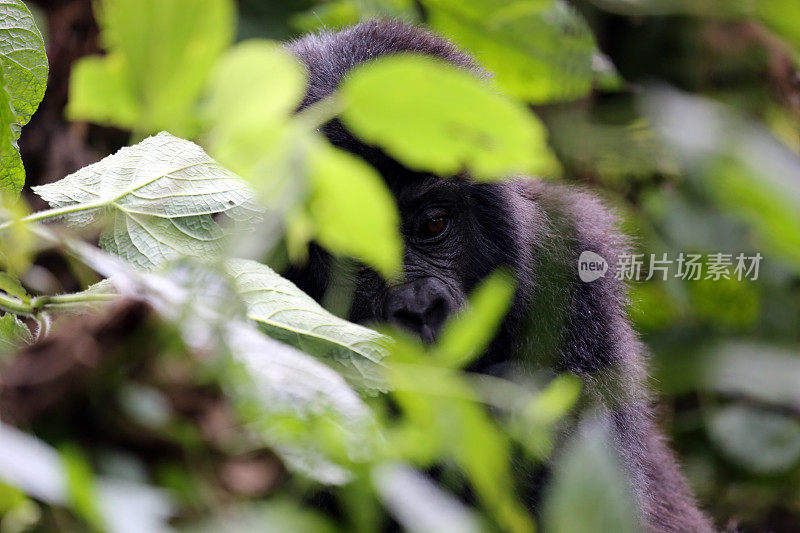 乌干达:小山地大猩猩从树叶中窥视