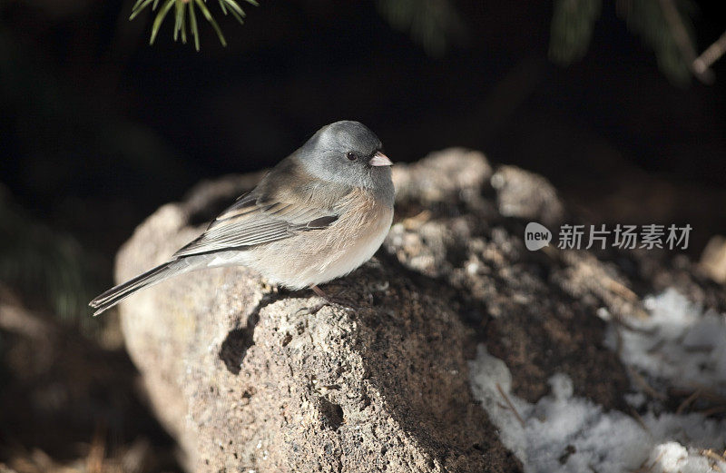 女俄勒冈州黑眼睛junco，科罗拉多州