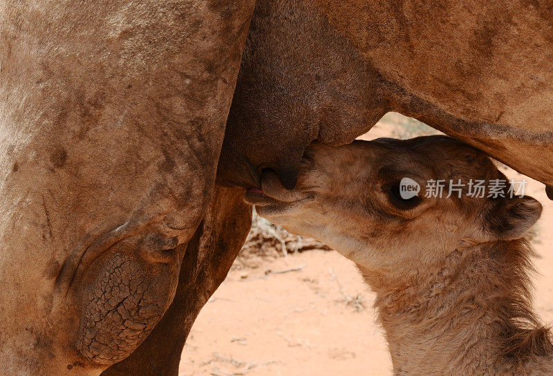 小骆驼哺乳，Burao，索马里兰