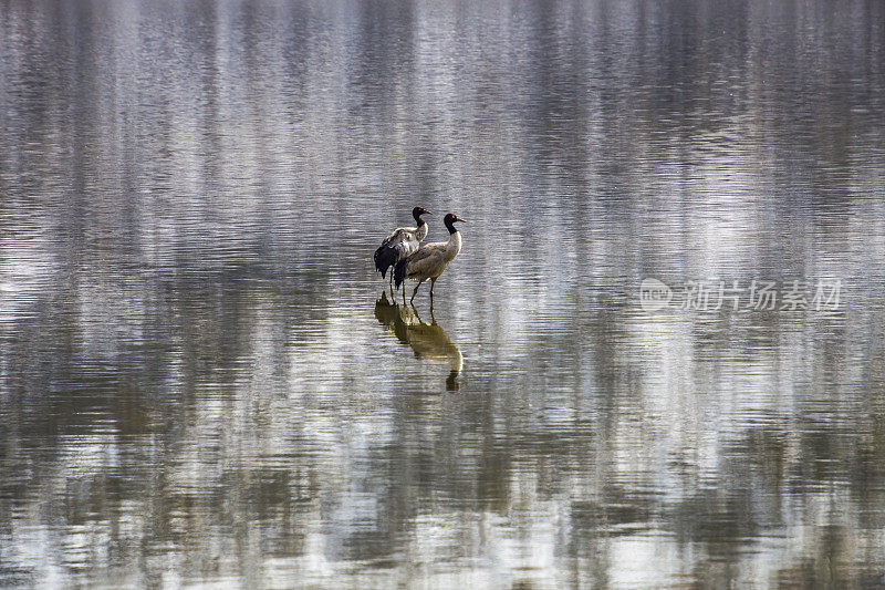 黑颈鹤