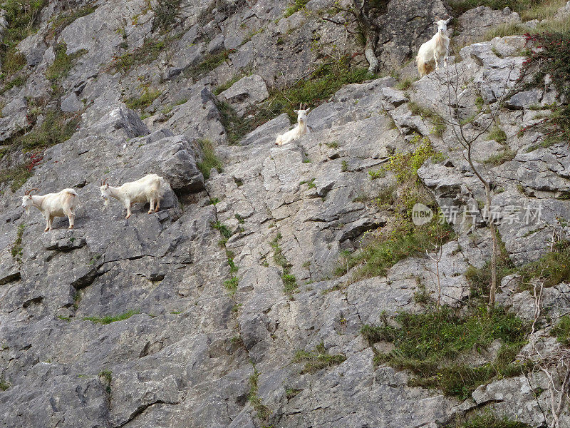 四只野生的白色山羊在陡峭的岩石上攀爬