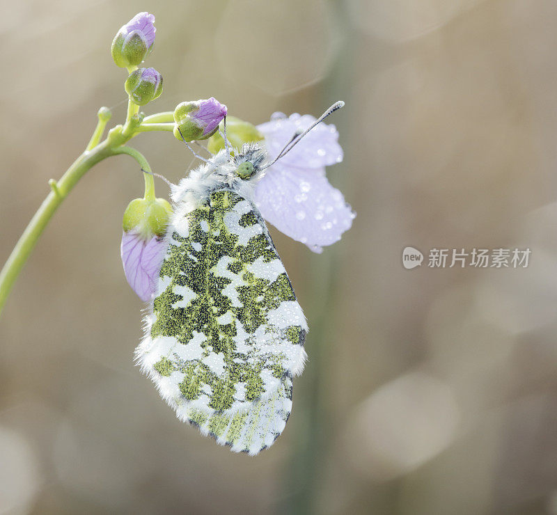 桔梗(红花)(女)