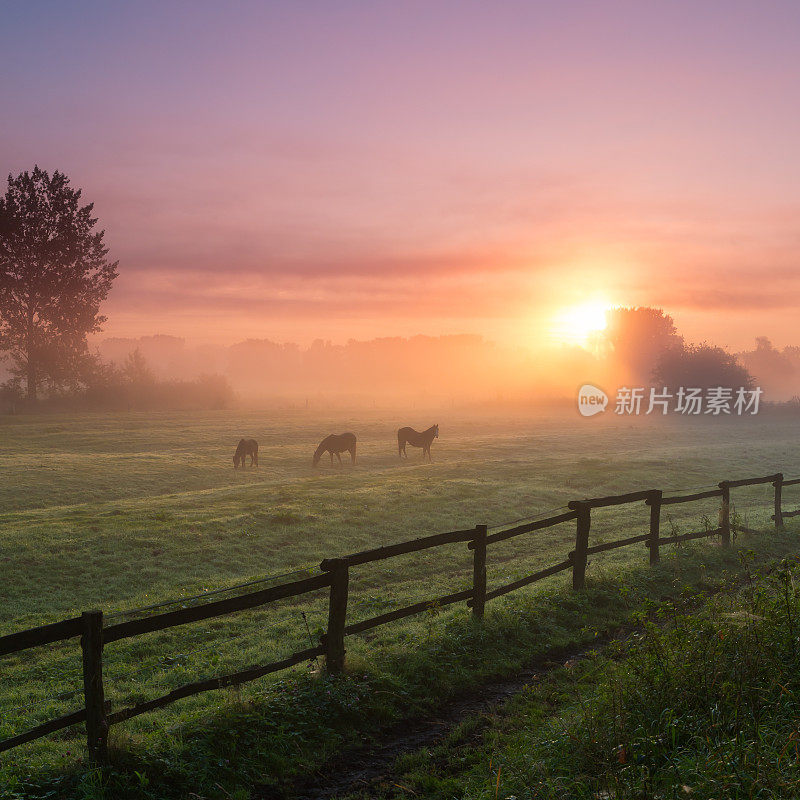有雾的早晨，马在吃草