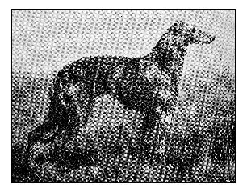 古董点印犬照片:猎鹿犬