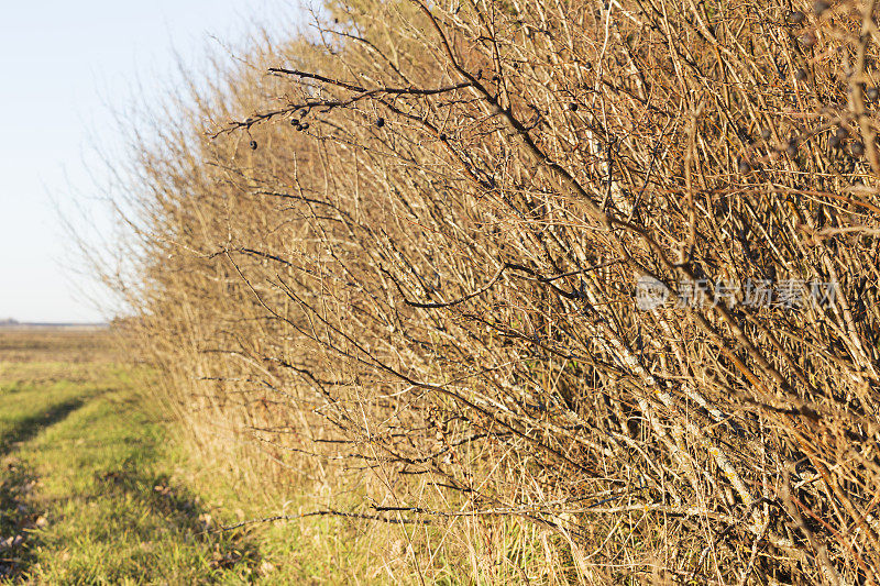 在秋天的Cotoneaster树篱上的光秃秃的树枝