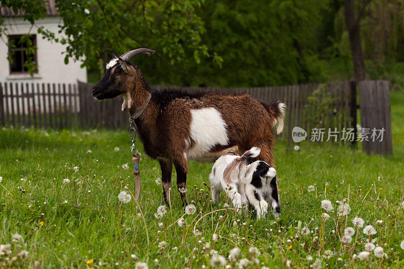 羊宝宝在吸奶，山羊妈妈。