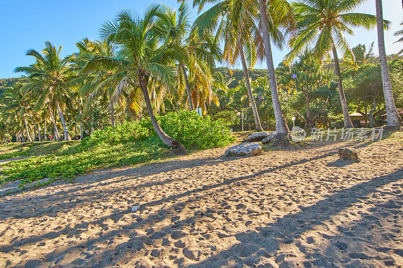 格兰德・安斯海滩，清晨的棕榈树-留尼汪岛