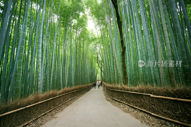 竹林路径