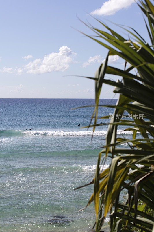 冲浪者和树在Coolangatta海滩，昆士兰，澳大利亚
