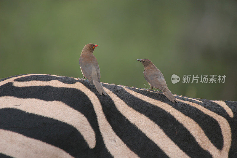 oxpeckers在斑马