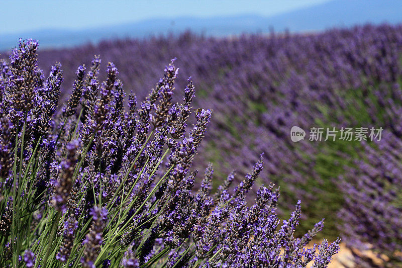 薰衣草花特写