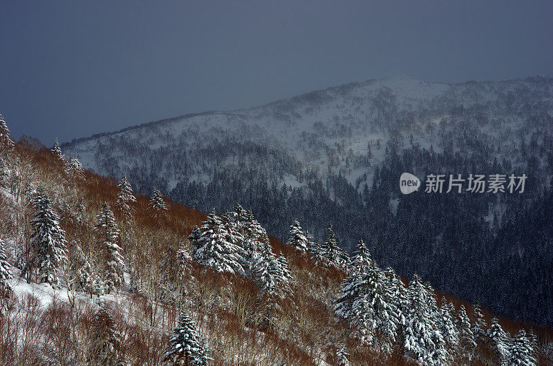 坡山树