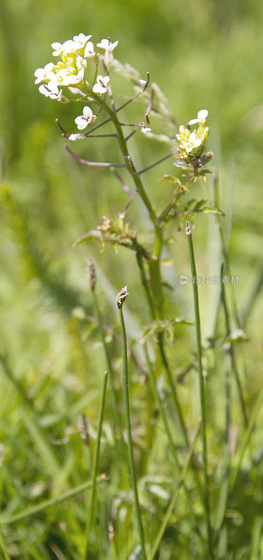 西洋菜(旱金莲officinale)