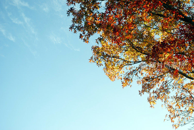 秋天的树和蓝天在软焦点