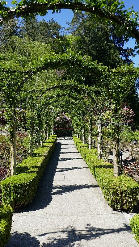 玫瑰花园拱门