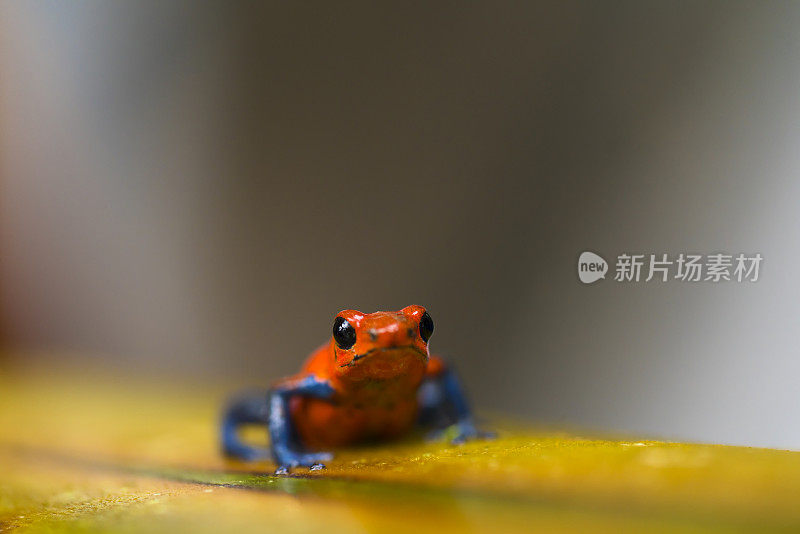 尼加拉瓜瓜托佐斯生态中心附近的草莓毒箭蛙