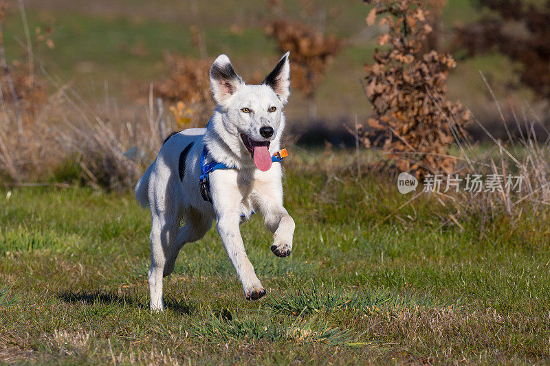 工作的松露猎犬享受一个有趣的奔驰作为奖励他们的技能