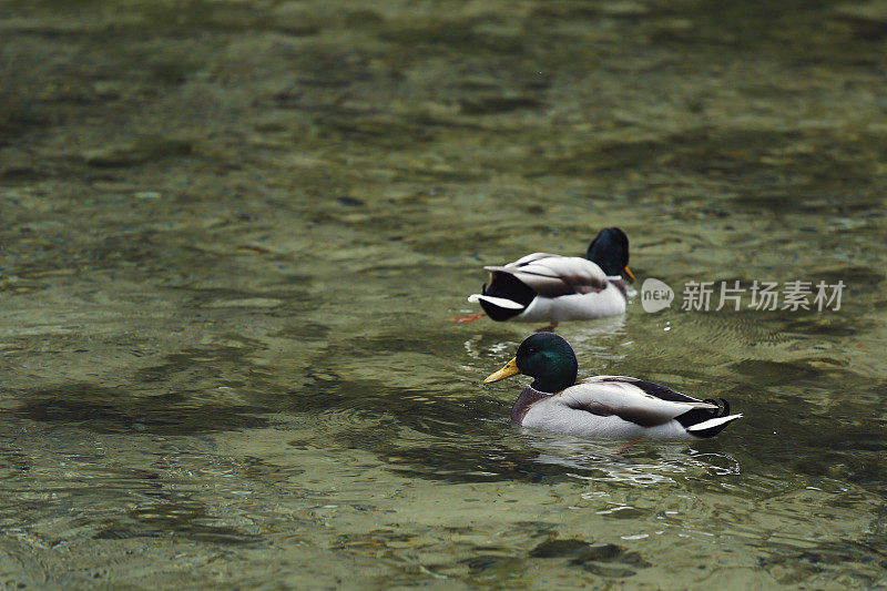 鸭子在湖里