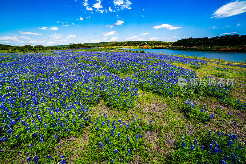 科罗拉多河附近著名的德克萨斯州矢车菊野花的广角视图
