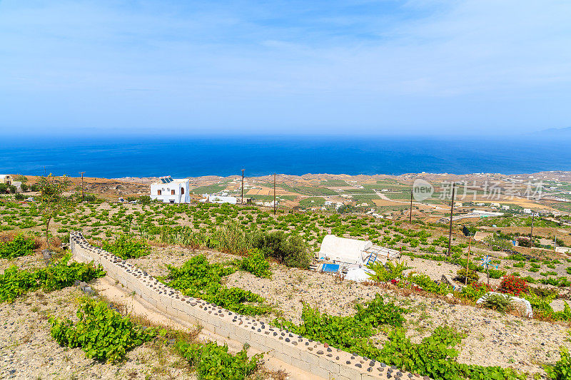 希腊圣托里尼岛海岸的绿色葡萄园