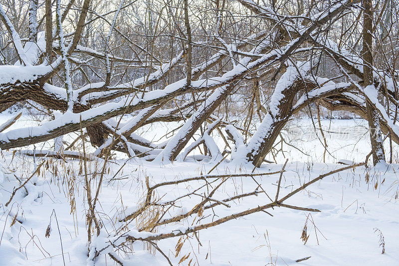 一群年轻人在树林里享受冬日