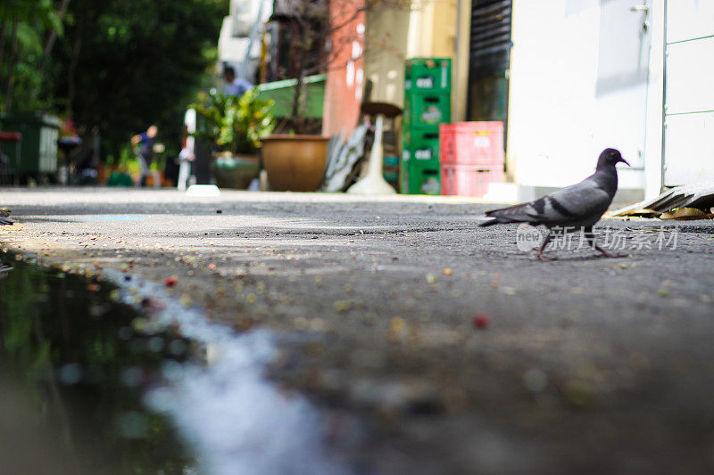 街上的鸽子
