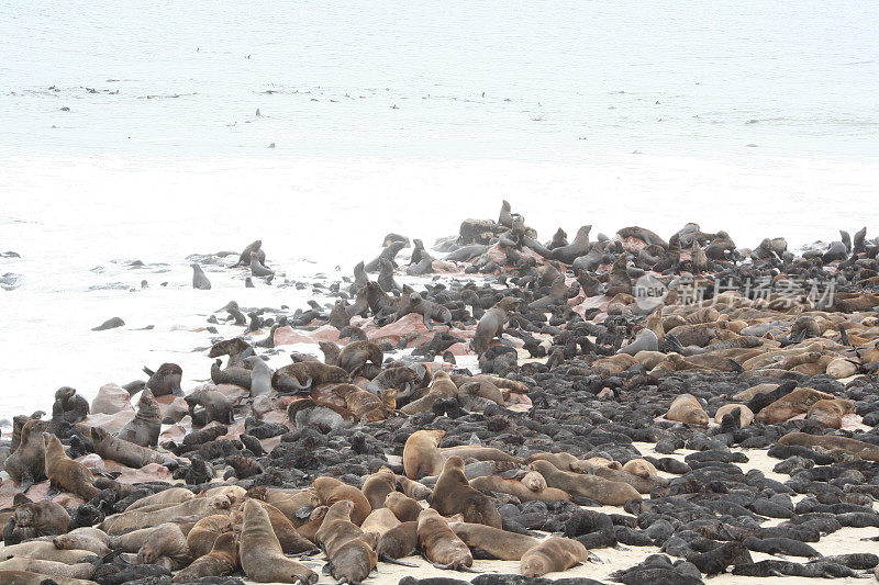 在海角十字，骷髅海岸，纳米比亚的棕色毛皮海豹殖民地