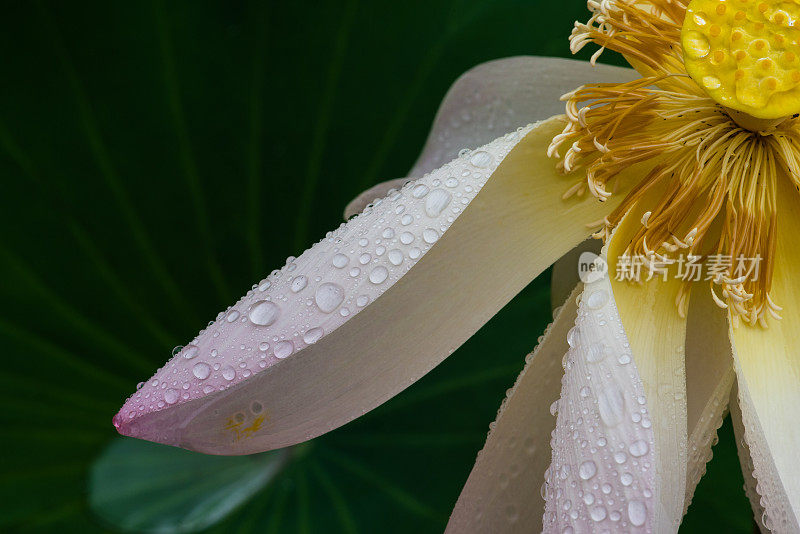 荷花的花瓣带着雨滴