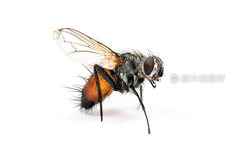 家蝇是疾病的传播媒介。