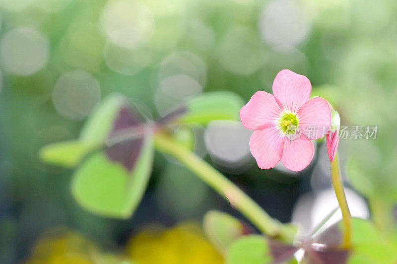 粉红色的幸运植物(幸运三叶草)