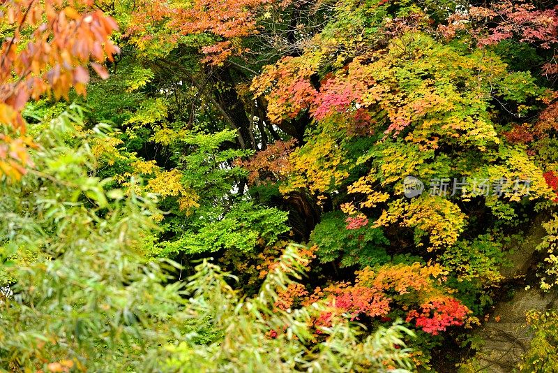 青森县黑石的中野百山秋叶