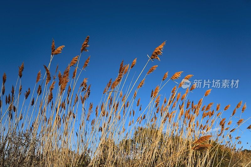 芦苇对冬天的天空