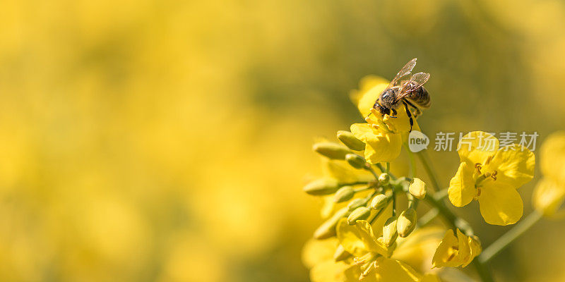 蜜蜂在春天采集油菜花