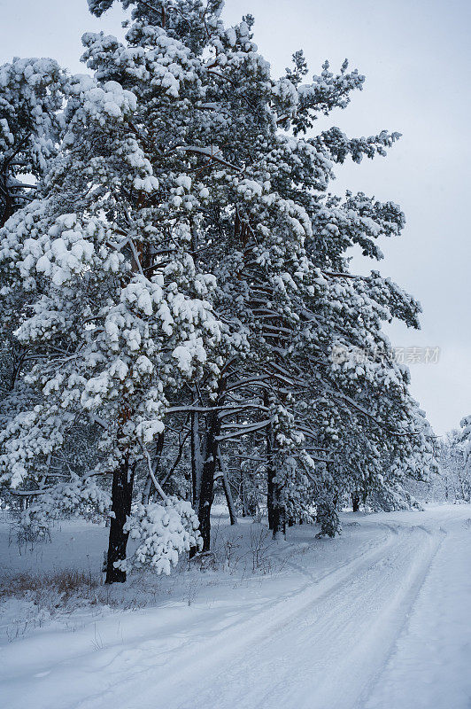 奇妙的冬日森林里白雪覆盖的大树户外拍摄