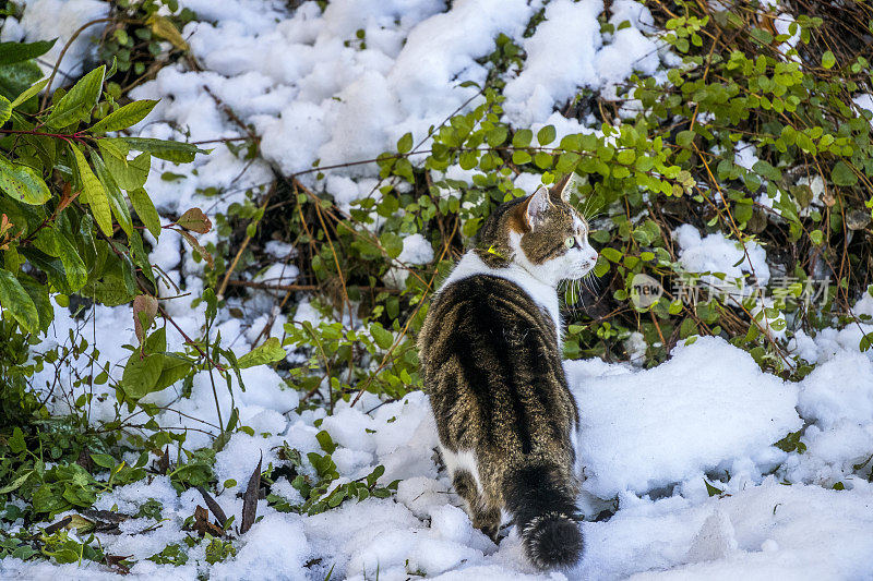 猫花园宠物可爱的户外家虎斑动物毛皮