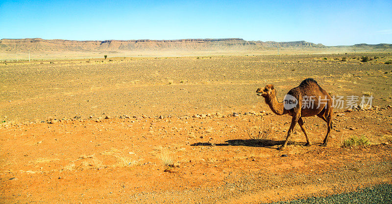 单峰驼在沙漠中行走，背后是山脉