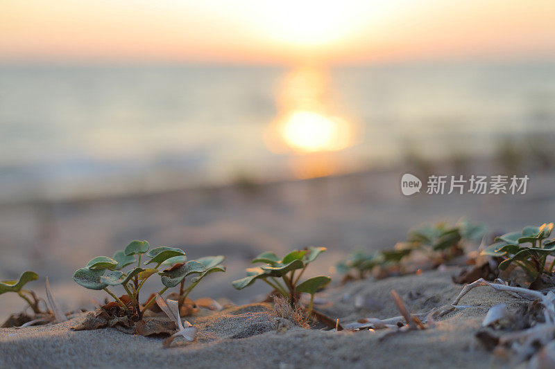 日落海滩细节