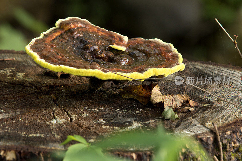 野生蘑菇生长在一个死树桩上。