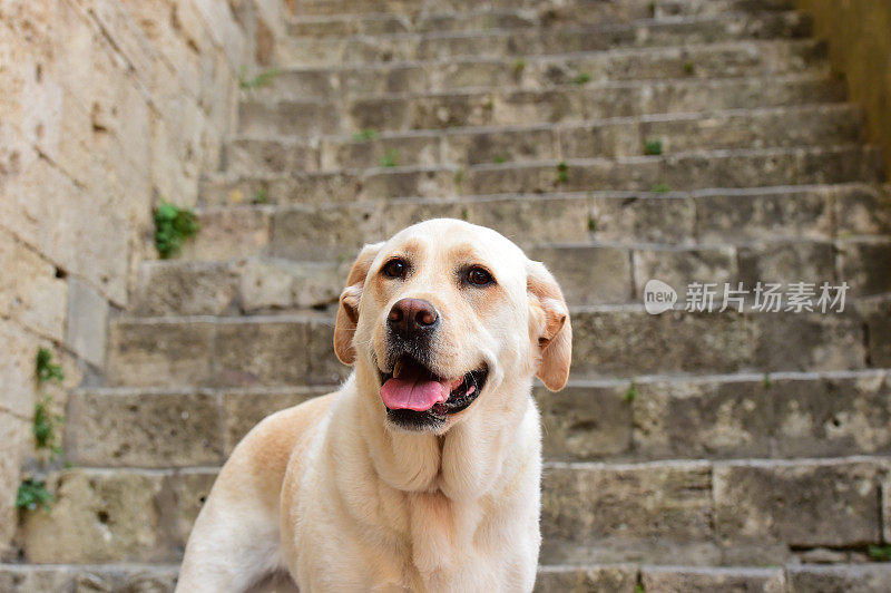 圣吉米尼亚诺的拉布拉多寻回犬