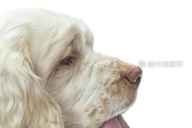 特写的一个白色的西班牙猎犬的脸-侧面