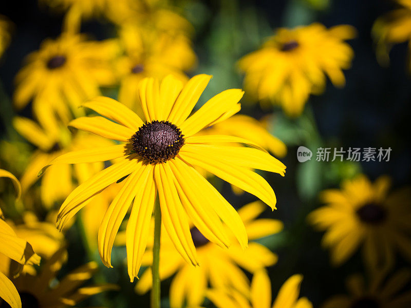 黄色的松果菊