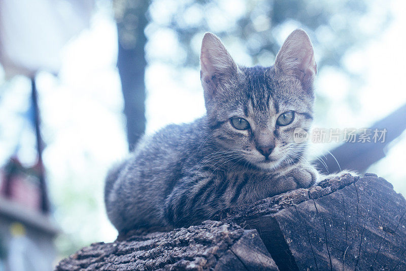 美丽的猫