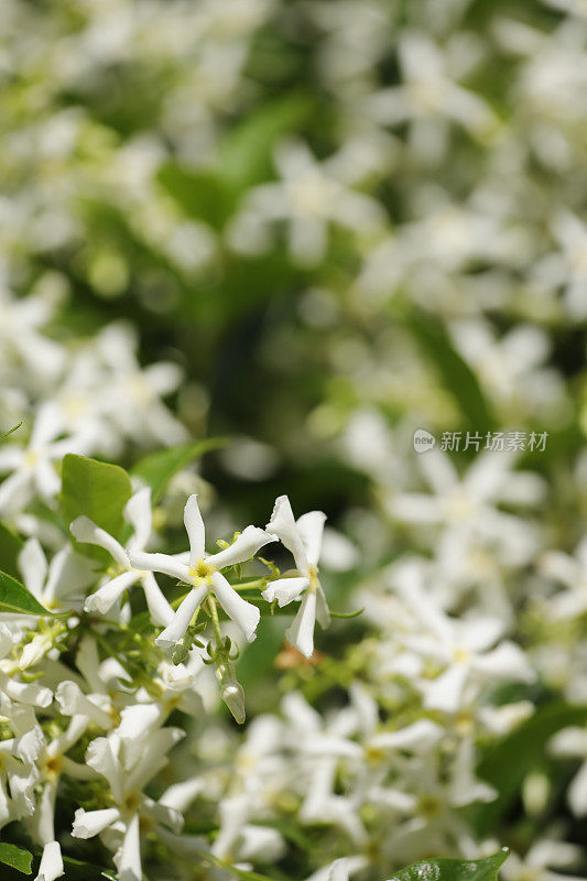 明星茉莉花