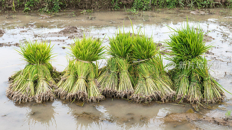 准备种植的水稻幼苗行，农村掸邦，缅甸(缅甸)，宽屏
