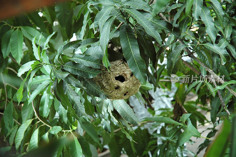 芒果树上的纸黄蜂巢