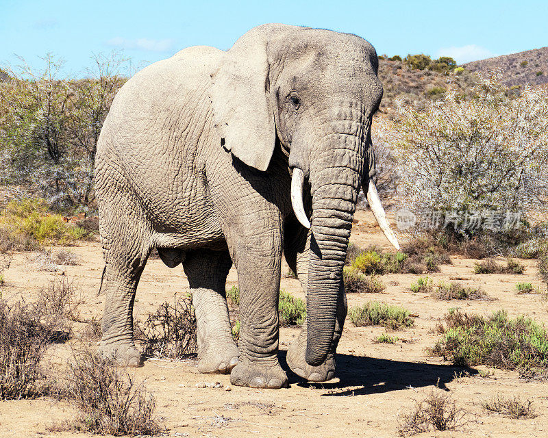 南非野生动物保护区的非洲象