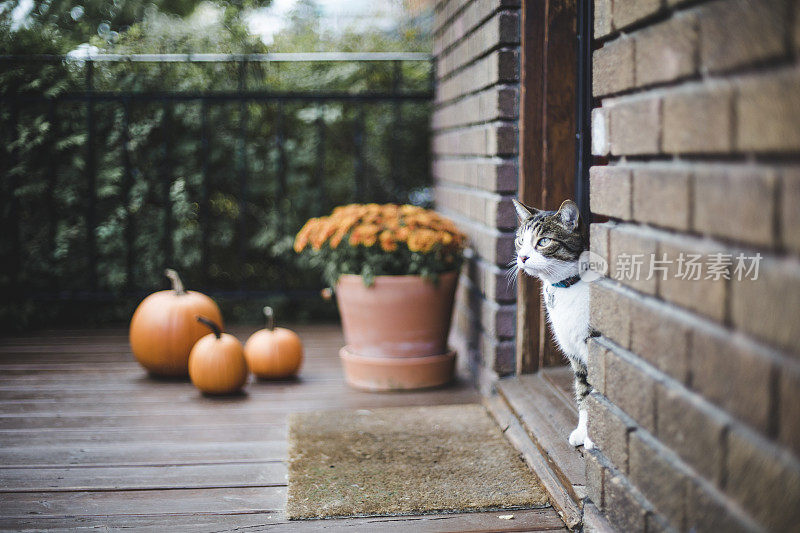 门廊上的虎斑猫