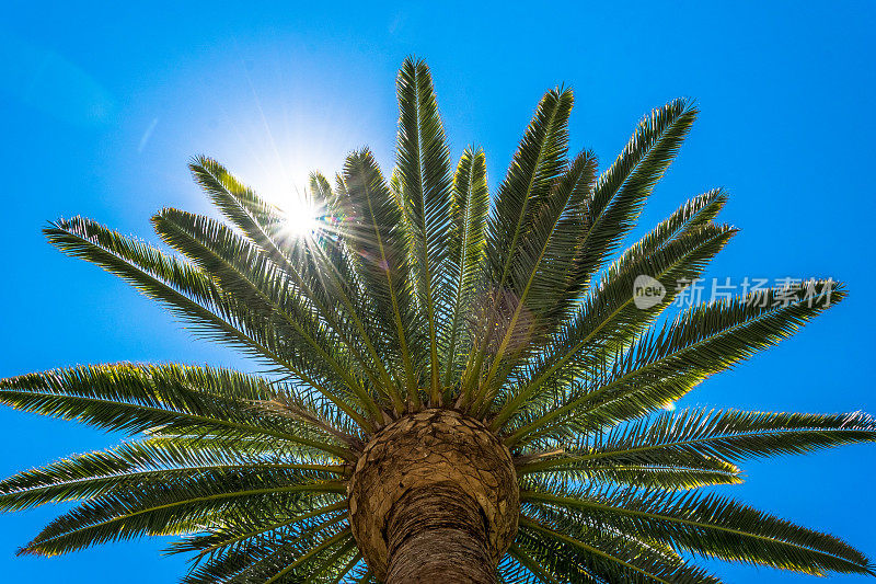 洛杉矶阳光明媚。棕榈树和阳光
